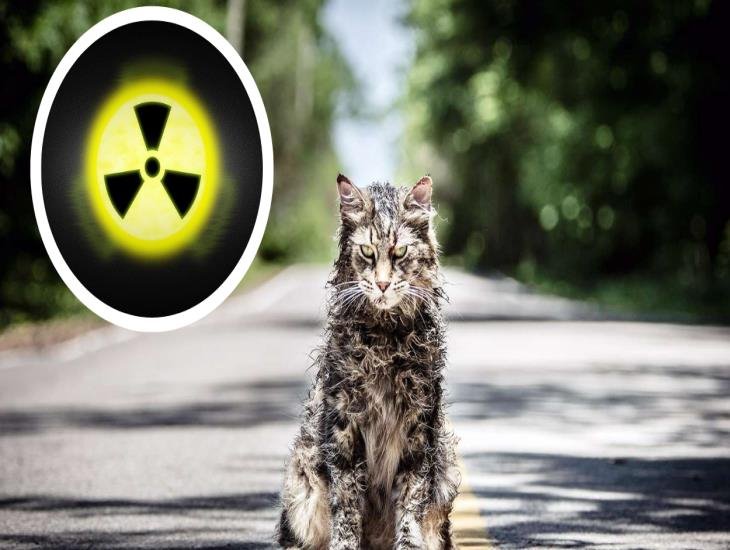 Japón en alerta por gato radiactivo