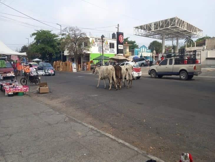 De nuevo captan vacas paseando en calles de Veracruz