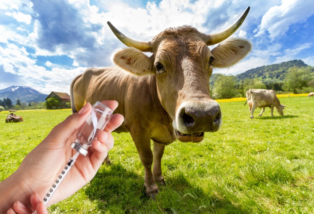 ¡Revolucionario avance! Vaca genéticamente modificada produce insulina humana