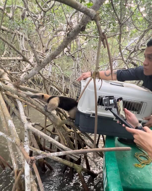 Rescatan y liberan a “Mandingo”, oso hormiguero varado en Alvarado, Veracruz
