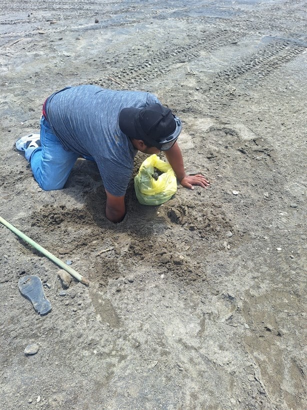 Tortugas desovan en playas de Úrsulo Galván, Veracruz