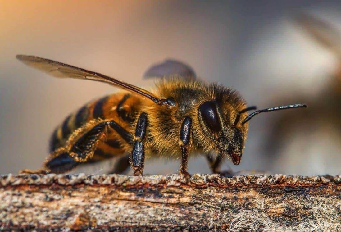 ¿Sabes cuántas especies de abejas hay en México y Veracruz?