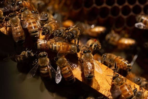 Estudiante crea colmena 3D, que permite la producción automatizada de miel