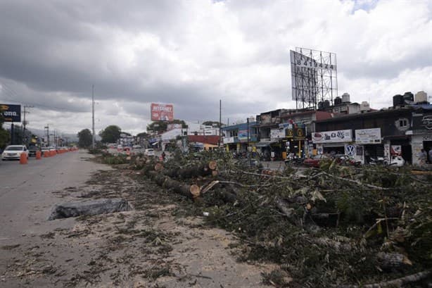 Reforestación no remedia daño ambiental en Veracruz si prevalece tala y daño