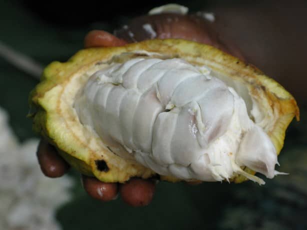 Cacao supera al cobre: precio alcanza los $10,000 por tonelada