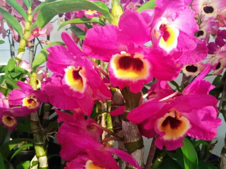 ¡Date prisa! Este domingo concluye Festival Internacional de la Orquídea en Coatepec