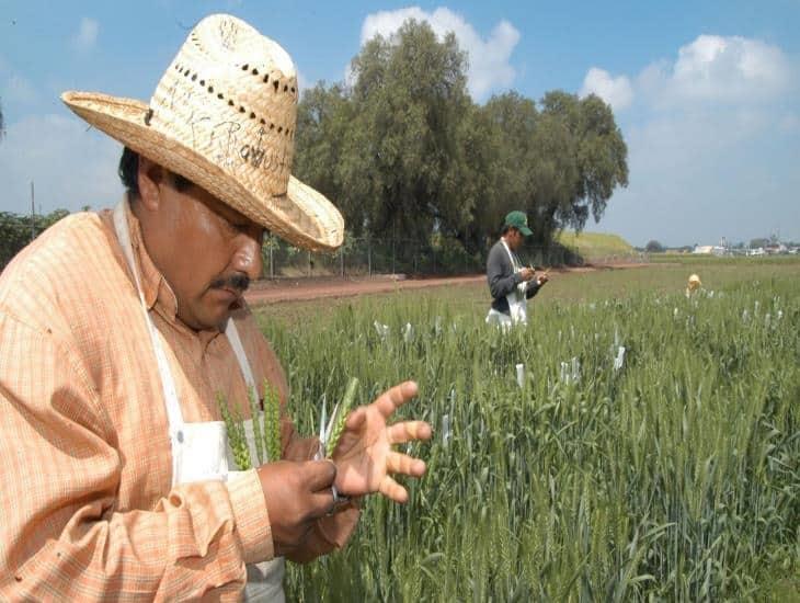 México toma medidas para salvaguardar la seguridad agroalimentaria