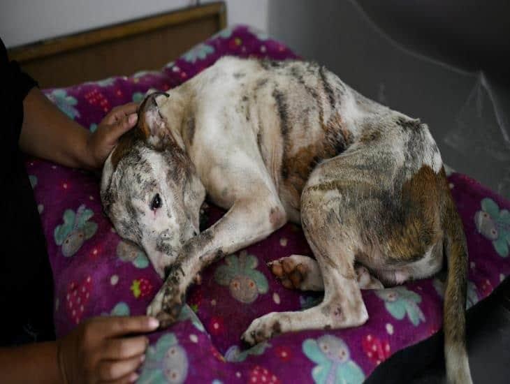 Perro agredido con un machete en Veracruz podría no volver a caminar