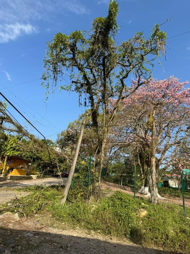 Árbol caído genera preocupación en Misantla