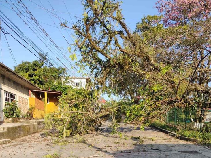 Árbol caído genera preocupación en Misantla