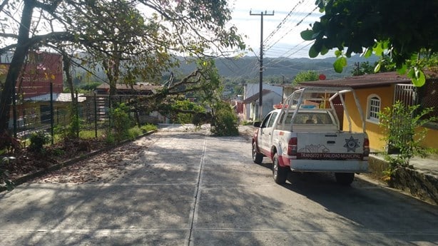 Árbol caído genera preocupación en Misantla