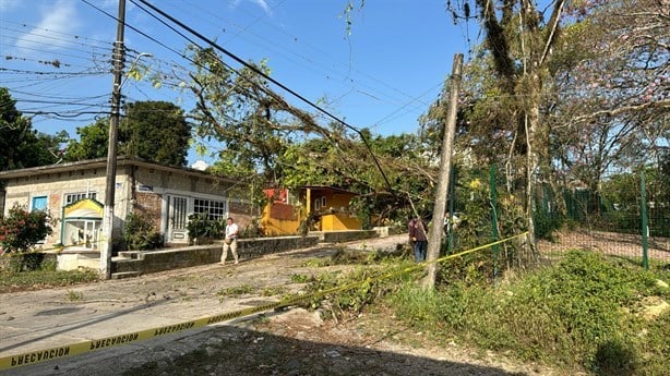 Árbol caído genera preocupación en Misantla