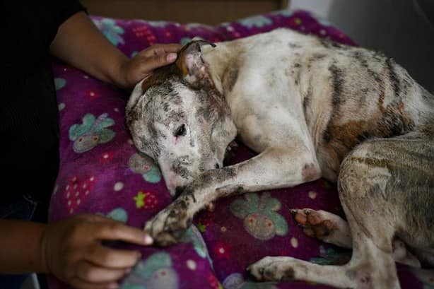 Perro agredido con un machete en Veracruz podría no volver a caminar