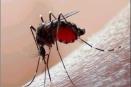 Alertan a Veracruz por dengue y exhortan a tomar medidas preventivas