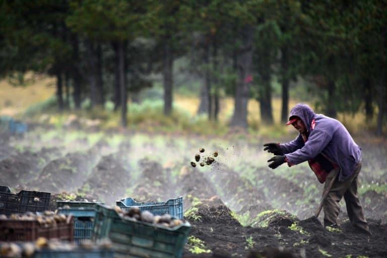 Uso excesivo de químicos amenaza cultivo de papa en Veracruz