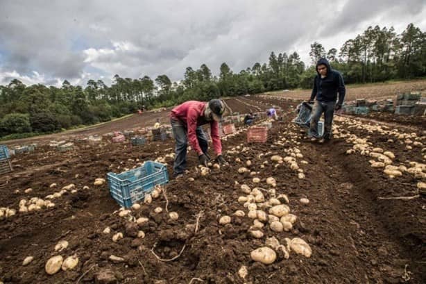 Uso excesivo de químicos amenaza cultivo de papa en Veracruz