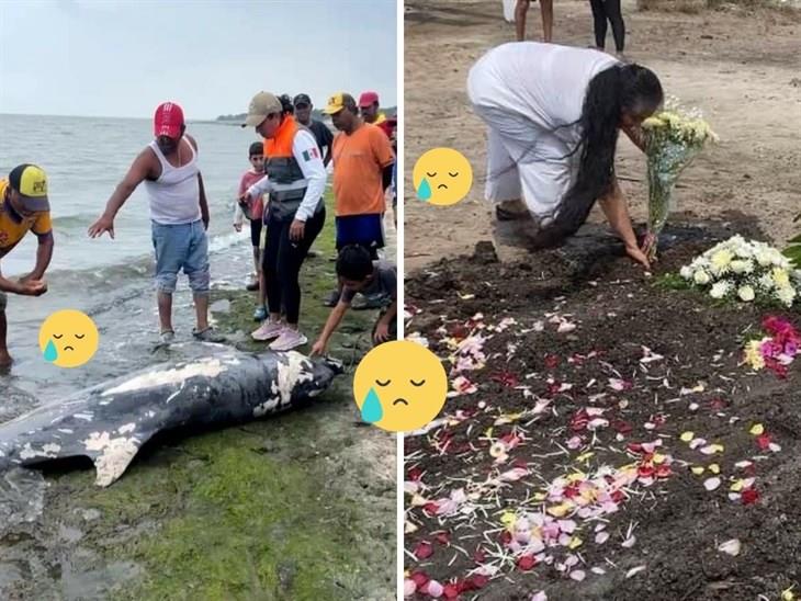 Dan último adiós a “Lucerito”, delfín que habitaba en el norte de Veracruz 