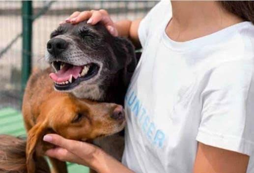 Continúa la campaña de esterilización animal en Río Blanco