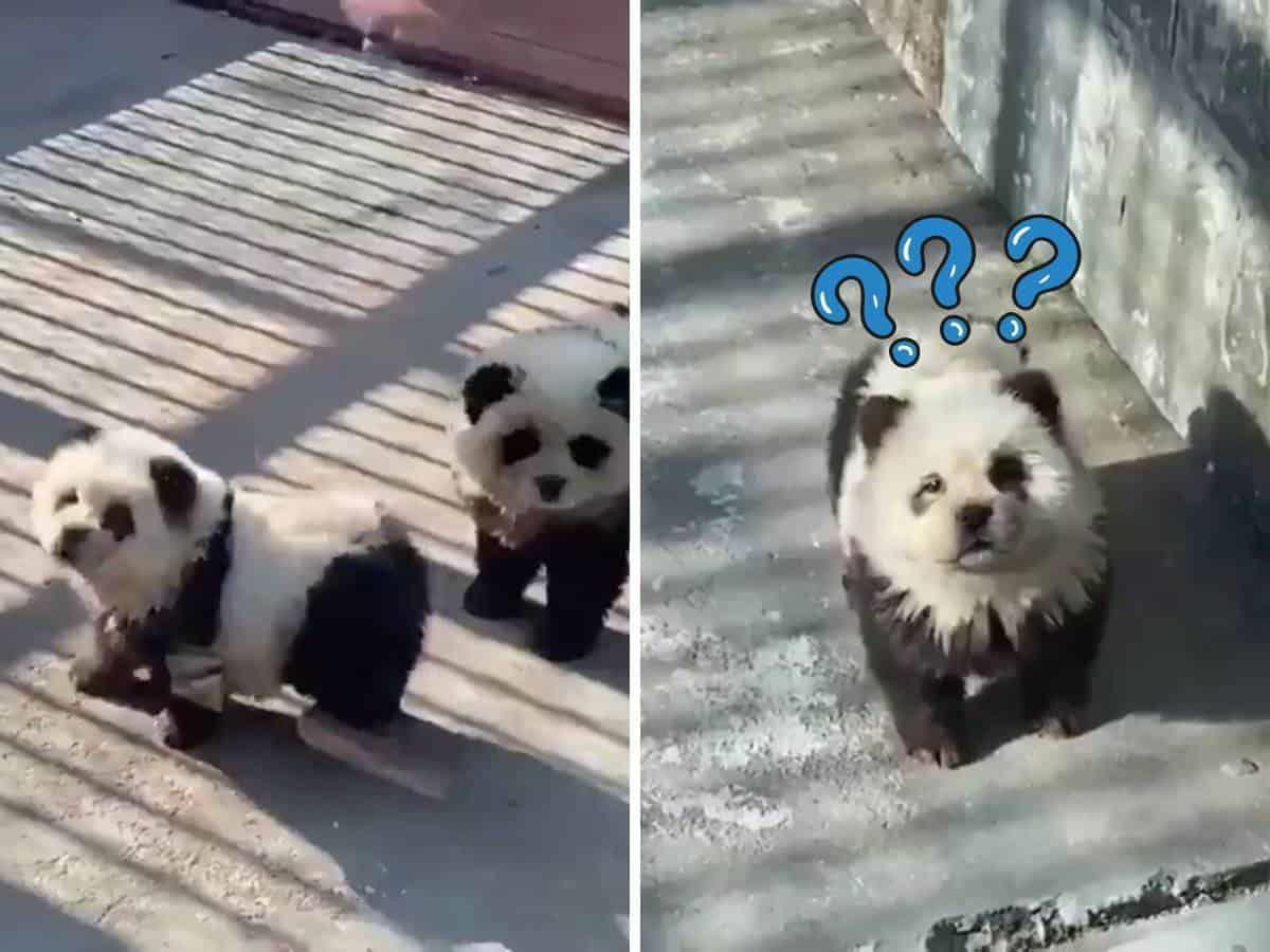 los perros panda son reales