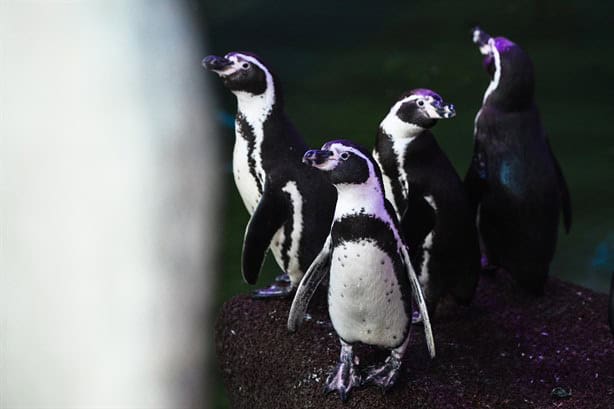 Así es la nueva área del Aquarium de Veracruz que tendrá nuevas especies