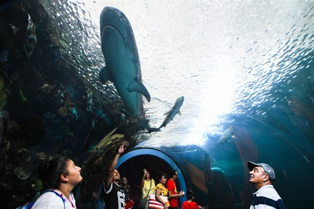 Así es la nueva área del Aquarium de Veracruz que tendrá nuevas especies