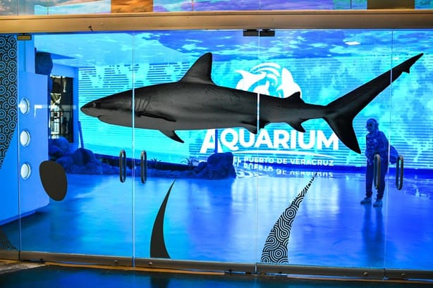 Así es la nueva área del Aquarium de Veracruz que tendrá nuevas especies