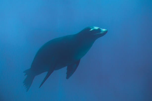 Así es la nueva área del Aquarium de Veracruz que tendrá nuevas especies