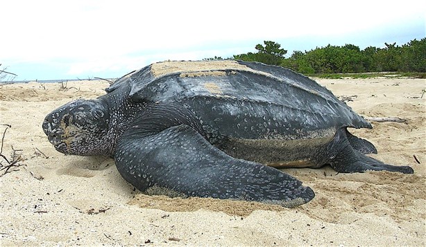 Avistan tortuga Laúd en Veracruz, la más grande del mundo