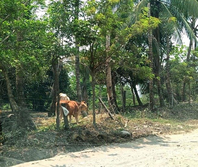 Preocupa aumento de robo de ganado en Plan de la Vega