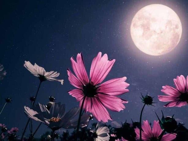 Luna de Flores 2024: ¿qué es y cuándo ver este fenómeno astronómico? 