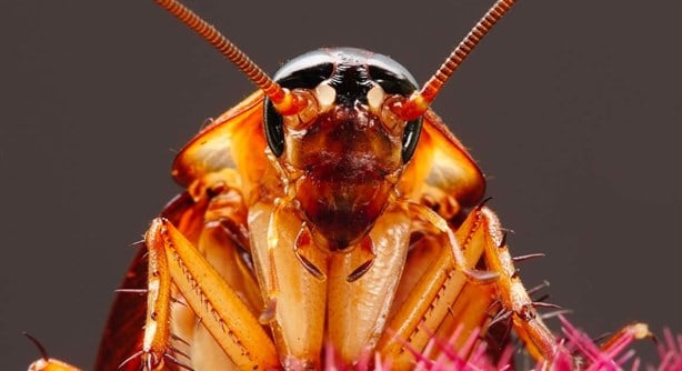 Conoce a la supercucaracha alemana que ha causado alerta en México