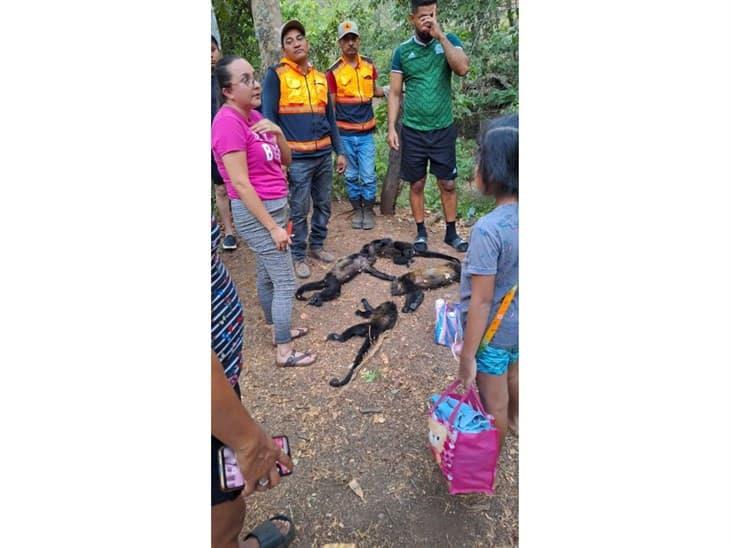 Van ocho monos saraguatos sin vida por golpe de calor en Hueyapan