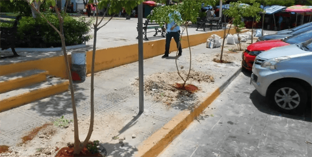 ¿Romper banquetas para Plantar árboles? trend VIRAL de Tiktok llegó a Veracruz