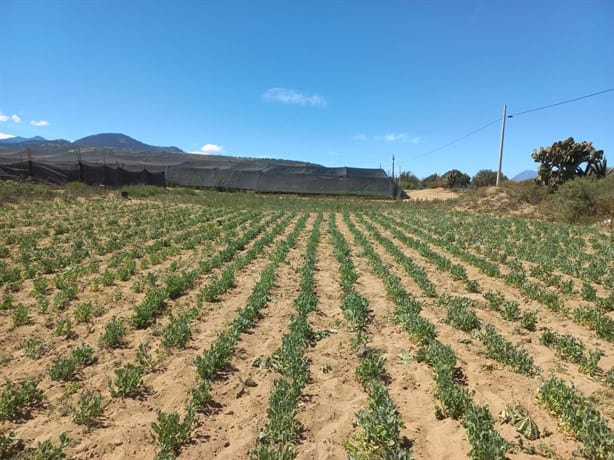 Aumento en tarifas de CFE y sequía ahorcan a campesinos de Perote, aseguran