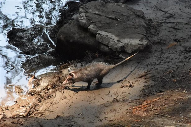 Habrá Unidad de Manejo Ambiental en Ciudad Mendoza (+Video)