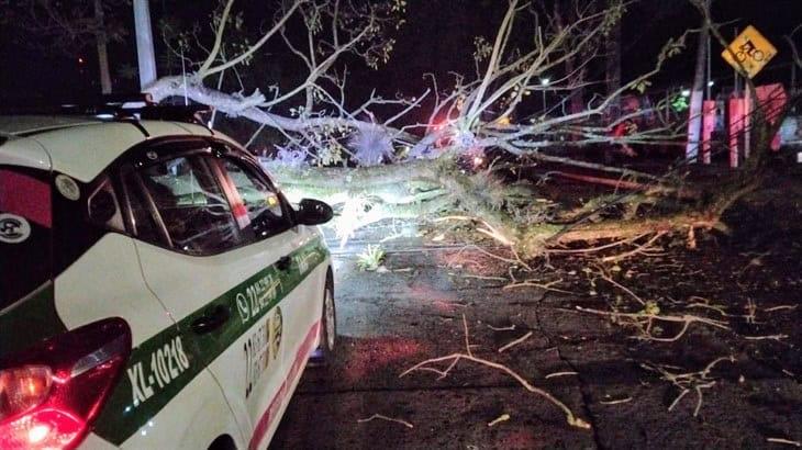 Cae árbol en avenida Ruiz Cortines; derriba un poste de CFE