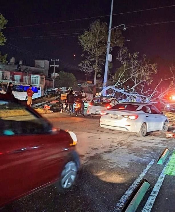 Cae árbol en avenida Ruiz Cortines; derriba un poste de CFE