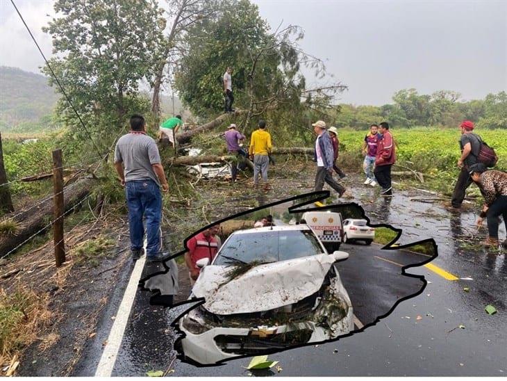 Por fuertes vientos, cae árbol en carretera Xalapa-Alto Lucero; le cayó a un auto