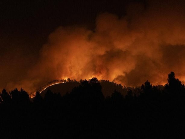 Influencer de Orizaba Antrax viraliza campaña de reforestación ¡te contamos! (+Video) 