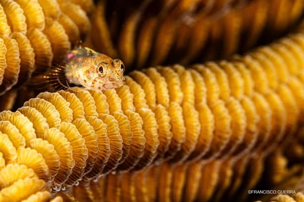 Estas son las fotografías ganadoras del concurso subacuático que retrata los arrecifes de Veracruz 