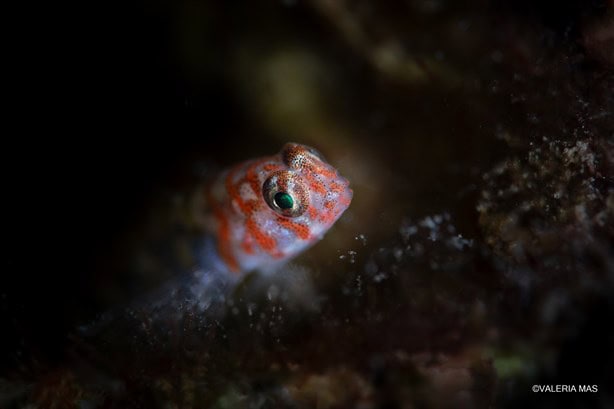 Estas son las fotografías ganadoras del concurso subacuático que retrata los arrecifes de Veracruz 