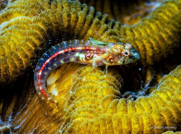 Estas son las fotografías ganadoras del concurso subacuático que retrata los arrecifes de Veracruz 