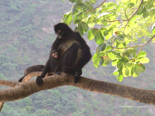 Más de 200 monos murieron durante ola de calor; Semarnat investigó 4 municipios veracruzanos