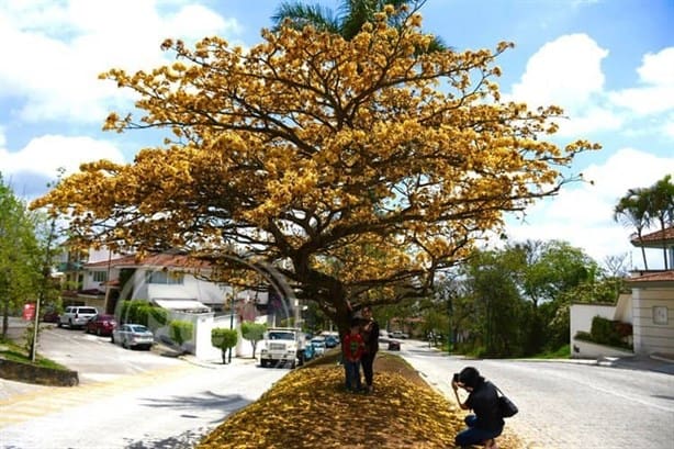 ¿Cuáles son los árboles más populares de Xalapa? Te decimos