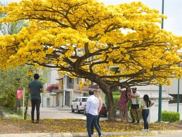 ¿Cuáles son los árboles más populares de Xalapa? Te decimos