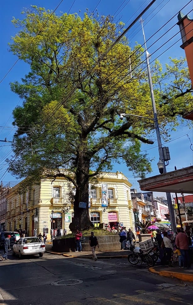 ¿Cuáles son los árboles más populares de Xalapa? Te decimos