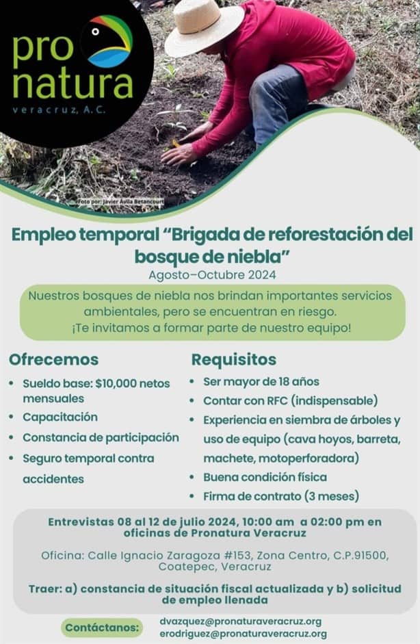 ¿Quieres ayudar a reforestar el Bosque de Niebla? Así puedes hacerlo