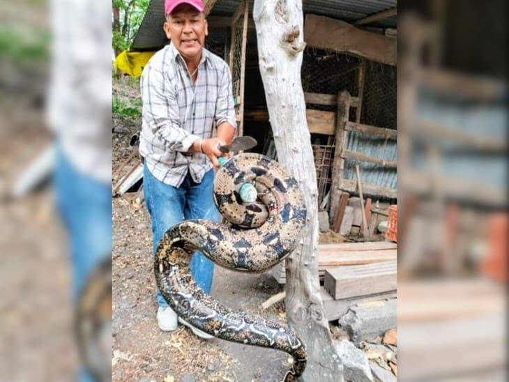 ¡Impresionante! serpiente gigante durmió en la cocina de una casa en Colipa