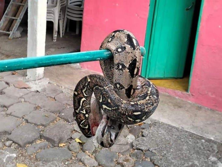 ¡Impresionante! serpiente gigante durmió en la cocina de una casa en Colipa