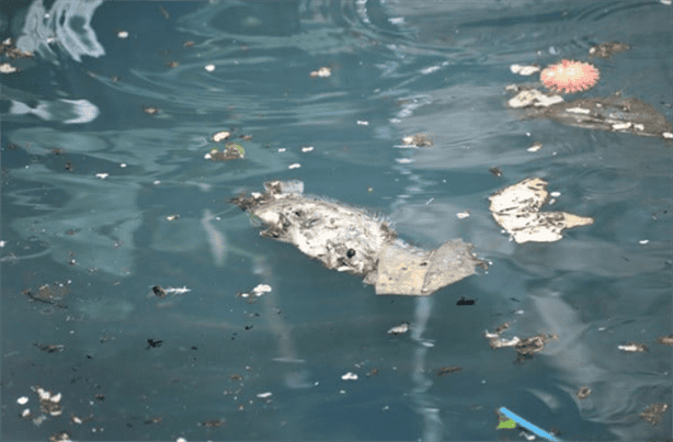 ¿Adiós Parque Natura?; ahora podría convertirse en zoológico, esto sabemos